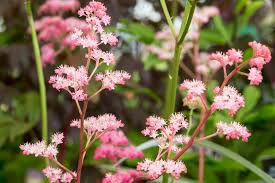 Image result for Rodgersia chocolate wings