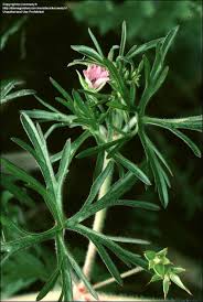 Attēlu rezultāti vaicājumam “Geranium dissectum leaf”