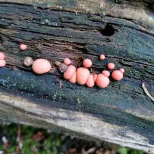 Attēlu rezultāti vaicājumam “Lycogala leopardinum”