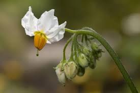 Attēlu rezultāti vaicājumam “Solanum tuberosum flower”