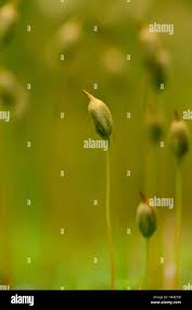 Attēlu rezultāti vaicājumam “Polytrichastrum formosum sporophyte”