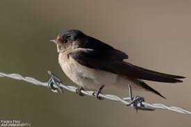 Attēlu rezultāti vaicājumam “Bayeriola thymicola”