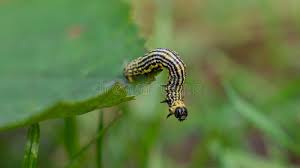 Attēlu rezultāti vaicājumam “Abraxas sylvata”