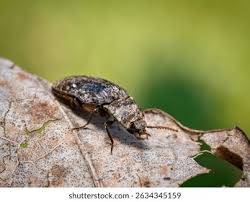 Attēlu rezultāti vaicājumam “Agrypnus murinus”