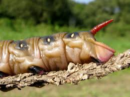 Attēlu rezultāti vaicājumam “Hyles gallii larva”