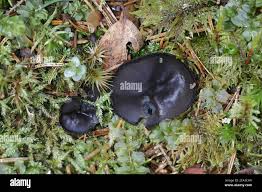 Attēlu rezultāti vaicājumam “Pseudoplectania nigrella”