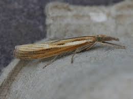 Attēlu rezultāti vaicājumam “Agriphila tristella”
