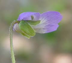 Attēlu rezultāti vaicājumam “Viola sororia”