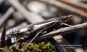 Attēlu rezultāti vaicājumam “Crambus heringiellus”