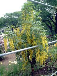 Attēlu rezultāti vaicājumam “Laburnum anagyroides flower”
