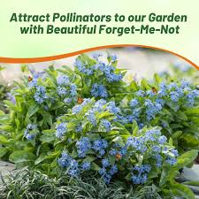 Attēlu rezultāti vaicājumam “Myosotis”