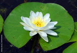 Attēlu rezultāti vaicājumam “Nymphaeaceae”