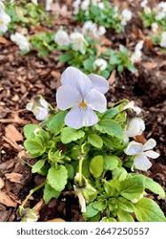 Attēlu rezultāti vaicājumam “Viola x williamsii flower”