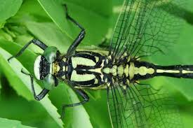 Attēlu rezultāti vaicājumam “Gomphus vulgatissimus”