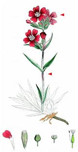 Image result for Pechnelke