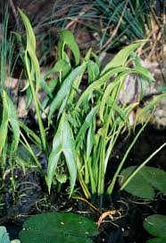 Attēlu rezultāti vaicājumam “Sagittaria sagittifolia leaf”