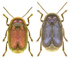 Attēlu rezultāti vaicājumam “Cryptocephalus aureolus, Cryptocephalus sericeus”