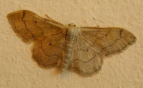 Attēlu rezultāti vaicājumam “Idaea emarginata”