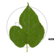 Attēlu rezultāti vaicājumam “Morus alba leaf”