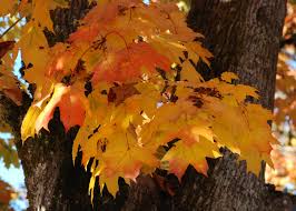 Attēlu rezultāti vaicājumam “Acer platanoides fo. schwedleri”