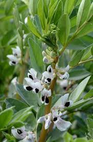 Attēlu rezultāti vaicājumam “Vicia faba flower”
