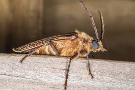 Attēlu rezultāti vaicājumam “Reticularia jurana macro”