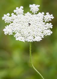 Attēlu rezultāti vaicājumam “Daucus sativus flower”