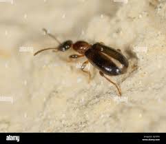 Attēlu rezultāti vaicājumam “Anthicidae”