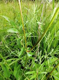 Attēlu rezultāti vaicājumam “Sanguisorba officinalis leaf”