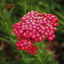 Attēlu rezultāti vaicājumam “Achillea salicifolia flower”
