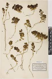 Attēlu rezultāti vaicājumam “Honckenya peploides fruit”