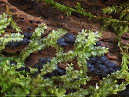 Attēlu rezultāti vaicājumam “Lophocolea heterophylla”