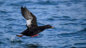 Attēlu rezultāti vaicājumam “Melanitta fusca”