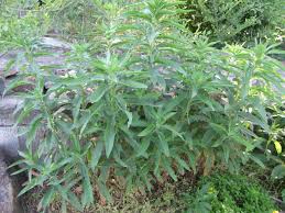 Attēlu rezultāti vaicājumam “Oenothera biennis leaf”