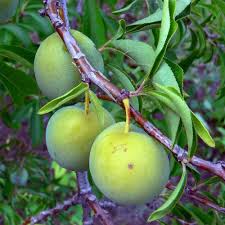 Attēlu rezultāti vaicājumam “Prunus domestica subsp. domestica”
