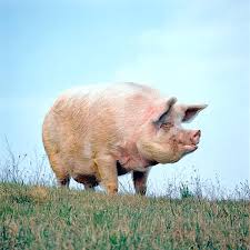 Attēlu rezultāti vaicājumam “Sus scrofa”