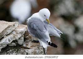 Attēlu rezultāti vaicājumam “Rissa tridactyla”