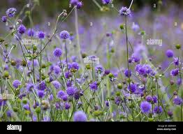 Image result for Succisa pratensis