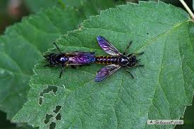 Attēlu rezultāti vaicājumam “Choerades sp.”