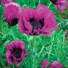 Image result for Papaver orientale