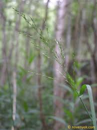 Attēlu rezultāti vaicājumam “Poa palustris”