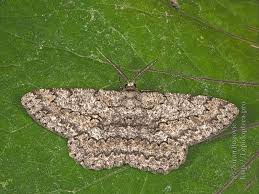 Attēlu rezultāti vaicājumam “Hypomecis punctinalis”