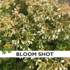 Image result for Sedum album `Coral Carpet`