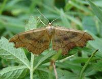 Attēlu rezultāti vaicājumam “Idaea emarginata”