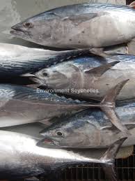 Image result for Euthynnus affinis