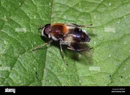 Attēlu rezultāti vaicājumam “Leucozona lucorum”