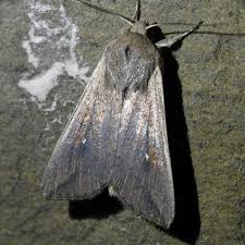 Attēlu rezultāti vaicājumam “Mythimna sp.”