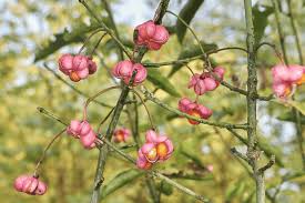 Attēlu rezultāti vaicājumam “Celastrus flagellaris”