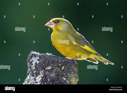 Attēlu rezultāti vaicājumam “Chloris chloris male”