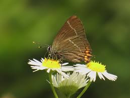 Attēlu rezultāti vaicājumam “Satyrium w-album”